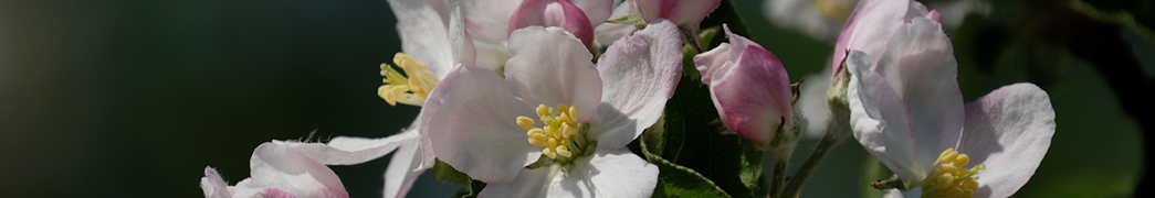 Obstbaumblüte