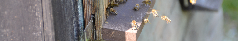 Bienen am Bienenhaus 999x174