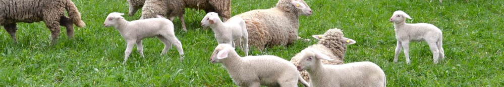 Schafe und ihr Schaefer 999x174